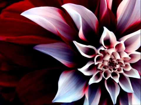 Phoolon ka taron ka Instrumental