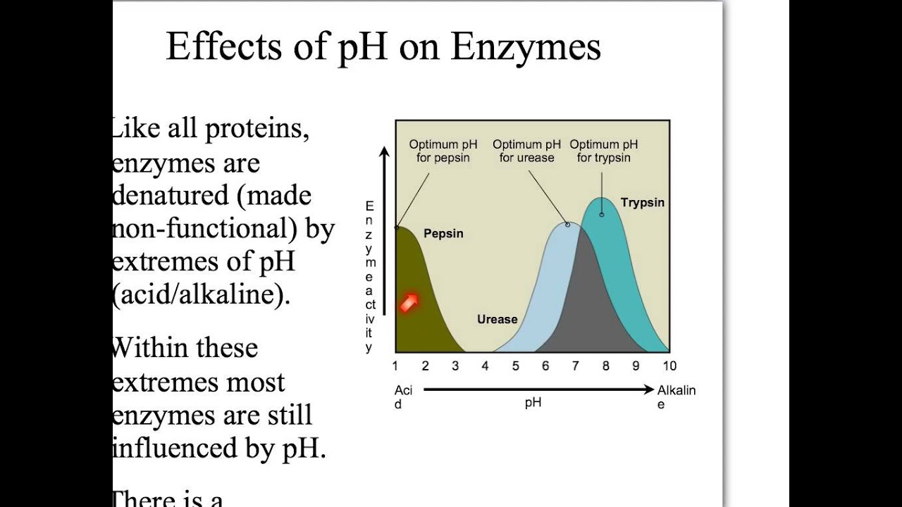 Factors Affecting Enzyme Activity - YouTube