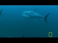 TubeChop - Catching Giant Tuna (04:30)