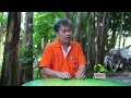 นกกางเขนดง