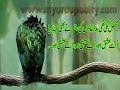 urdu poetry