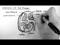 kidney
