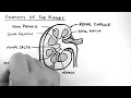 kidney