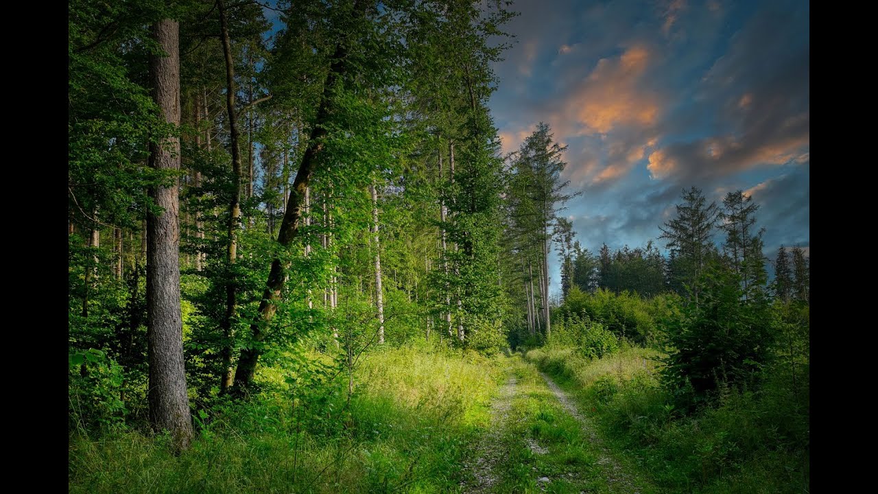 Полянка посреди леса
