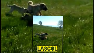Lascol Koyunların Yanında Kapıstı Zor Ayırdık Kangal Kapışması