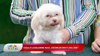 Açık Renk Köpeklerin Gözlerindeki Lekeler Neden Oluşur ?