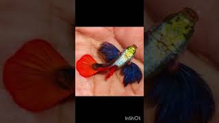Top 5 Imported Guppy Fish