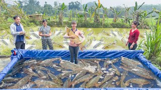 Use 3-Wheeled Vehicle To Harvesting Fishing A Lot Of Big Fish Go To Countryside Market Sell