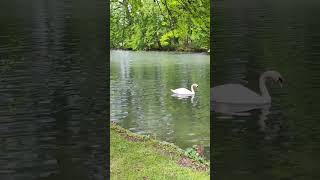 Trip@Salzburg Weiher#Austria#White Swan#Nature#Beautiful Sightseeing🇦🇹😊🥰🫶🦢♥️