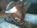 image Hasil Fermentasi Gedebog Pisang Untuk Pakan Sapi