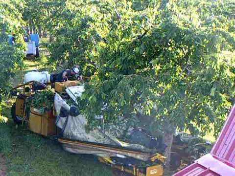 dawson v cherry tree machine cherry harvest in michigan dawson v cherry tree machine cherry harvest in michigan