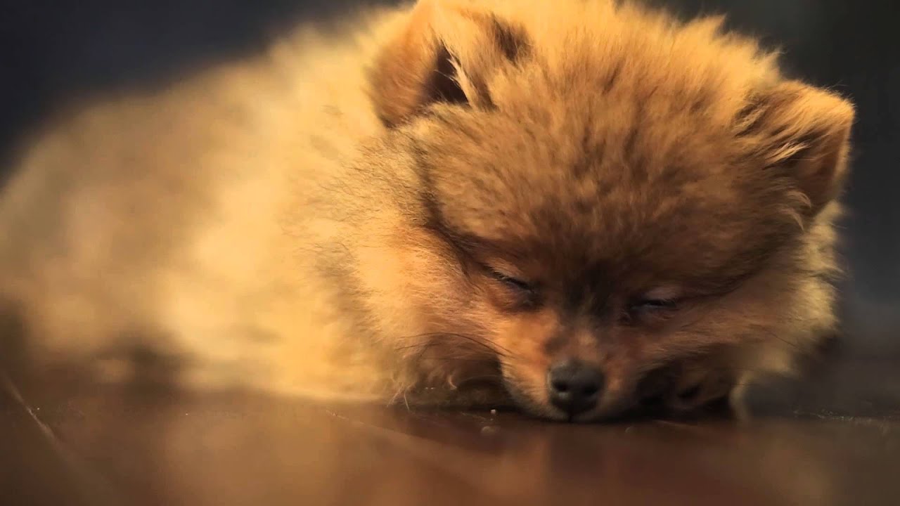 why is my pomeranian not fluffy fluffy baby pomeranian puppy falls asleep why is my pomeranian not fluffy fluffy baby pomeranian puppy falls asleep