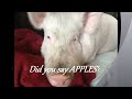 Bathtime with Esther the Wonder Pig