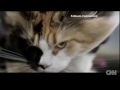 Skydiving cats cause uproar