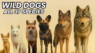 All 37 Species Of Wild Dog You Never Knew Existed Canids From Tiny Fox To Powerful Wolves