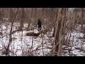 Stuck Deer Saved by Taser