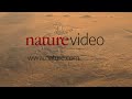 Supervolcanoes on Mars