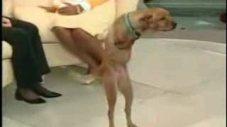 Miracle dog faith, Dog walking like human in two legs