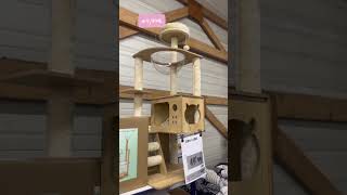 Arrivage Arbre À Chat Dans Votre Magasin Noz