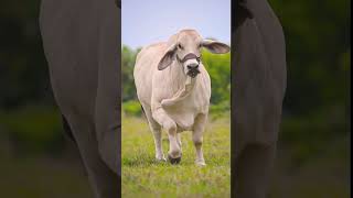 Zebu Bull