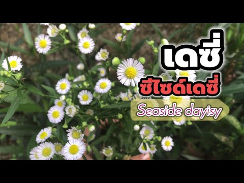 ดอกเดซี่ ซีไซด์เดซี่ปลูกง่ายมาก