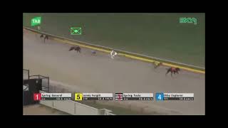 1. Spring General2. Spring Tesla4. Ebby Explorer5. Jenny Fergill7. Cecil Keeping8. Deable Larry
