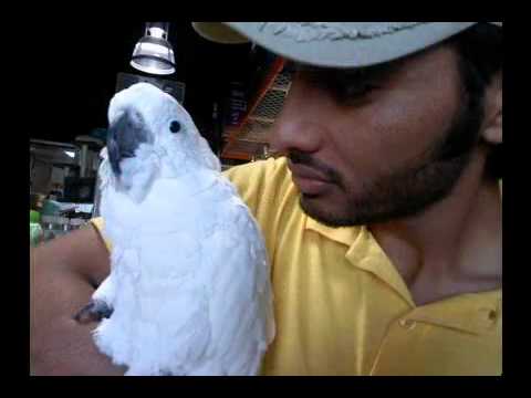 aye ishq hume barbad na kar mp4