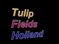 Tulip fields in Holland