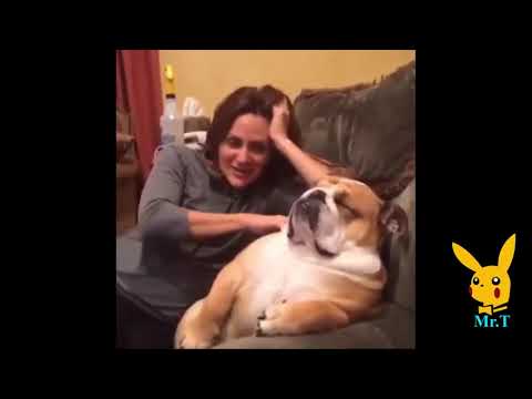 Funny Dogs Videos Compilation 2019