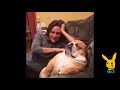 Funny Dogs Videos Compilation 2019
