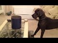 dane