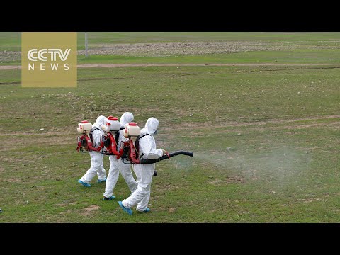 The Swarm (Locust Invasion) Video