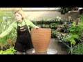Container Gardening for Beginners
