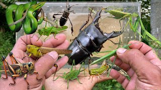 Pinched By A Stag Beetlecatch Giant Grhopper, Big Mantis, Locust, Green Snake