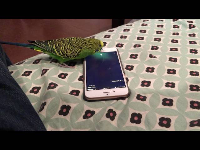 Parrot Activates Siri On iPhone - Video