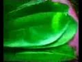 image Obat Tradisional Asam Urat Dengan Daun Sisak