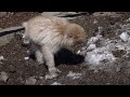 Busy Japanese Macaque | 地獄谷野猿公苑