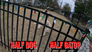 Garbage Man Gopro Head Mount Pov - Lolagirl Loves Her Biscuits Dogs On Route