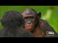 Bonobo Love - Wild Wives of Africa