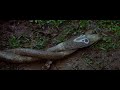 Amazing girl change into snake