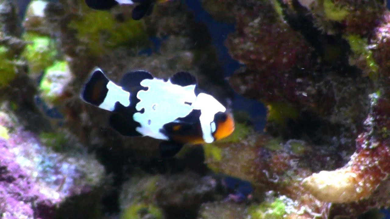 Black Snowflake Clownfish - YouTube