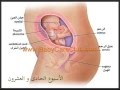 BabyCareClub.com مراحل الحمل وتطور الجنين