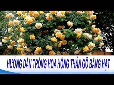 Hướng dẫn ươm mầm hạt giống hoa hồng thân gỗ | Kỹ thuật ươm trồng hạt giống hoa hồng thân gỗ