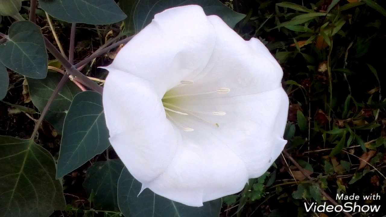 Duchess Datura Divine