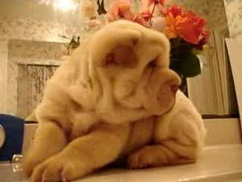 Shar-Pei Puppy Baby