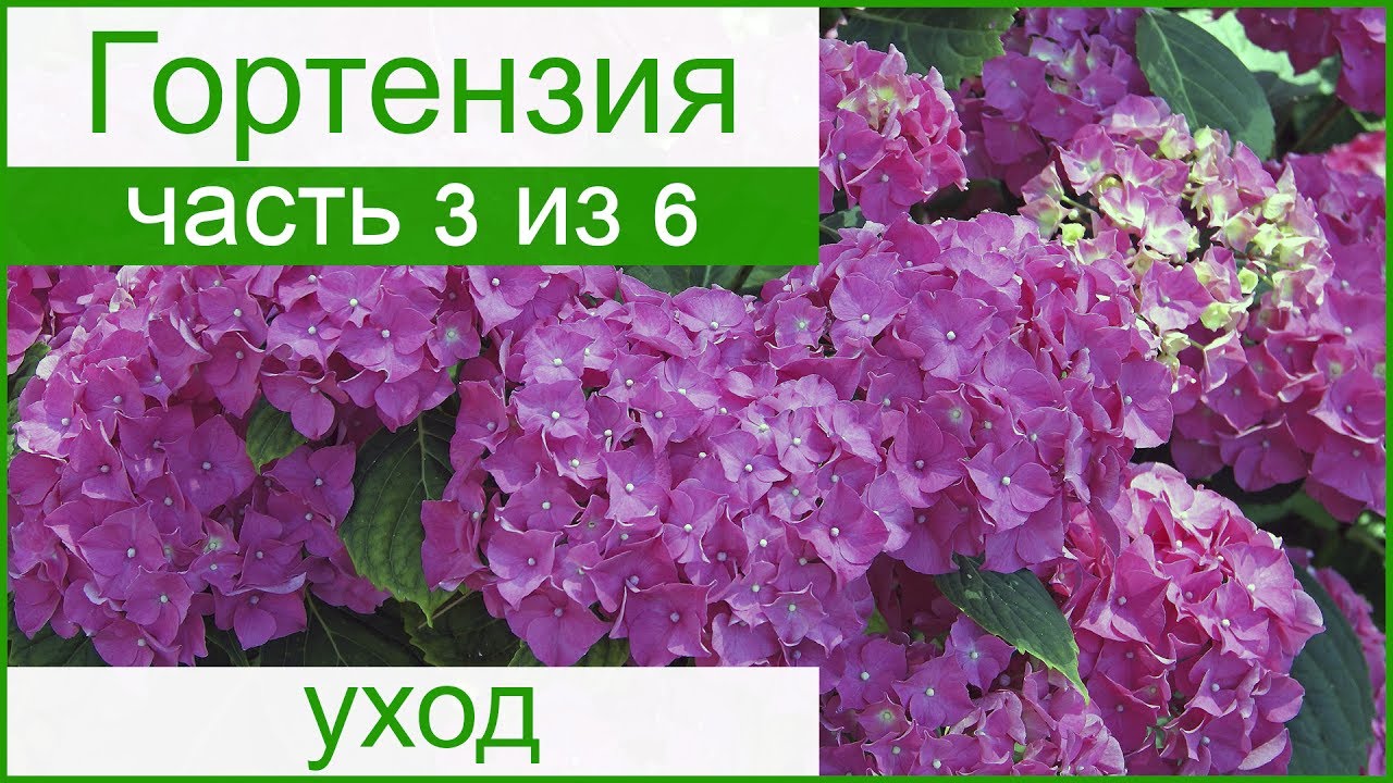 Уход за гортензией удобрение Уход за гортензией удобрение