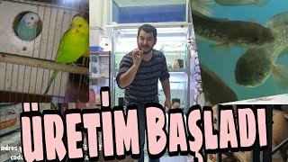 Balik Üreti̇mi̇ne Hosgeldiniz