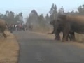 jangli hathi
