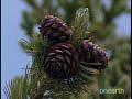 Whitebark Pines: Endangered Trees