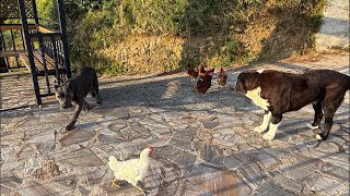 Canecorso Bella Tavuklarla Dost Oldu